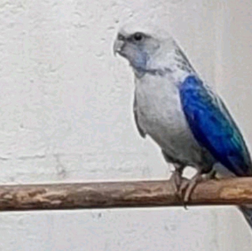 Koppel rosella, Dieren en Toebehoren