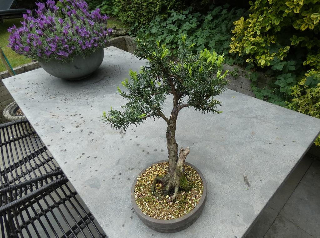 Exclusieve Bonsai Taxus baccata leeftijd 45 jaar, Tuin en Terras, Ophalen of Verzenden, In pot