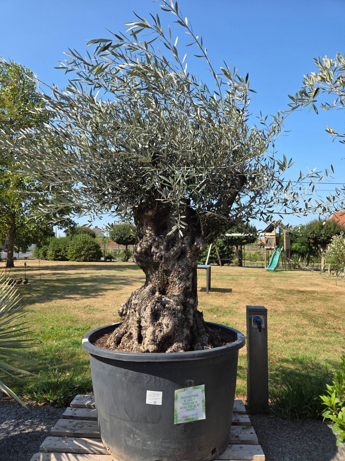 Olijfboom Olea Europaea Bonsai, Tuin en Terras, Ophalen, Olijfboom