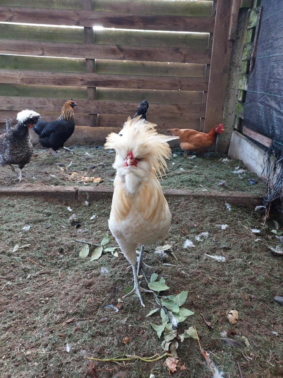 gratis jonge haan, Dieren en Toebehoren