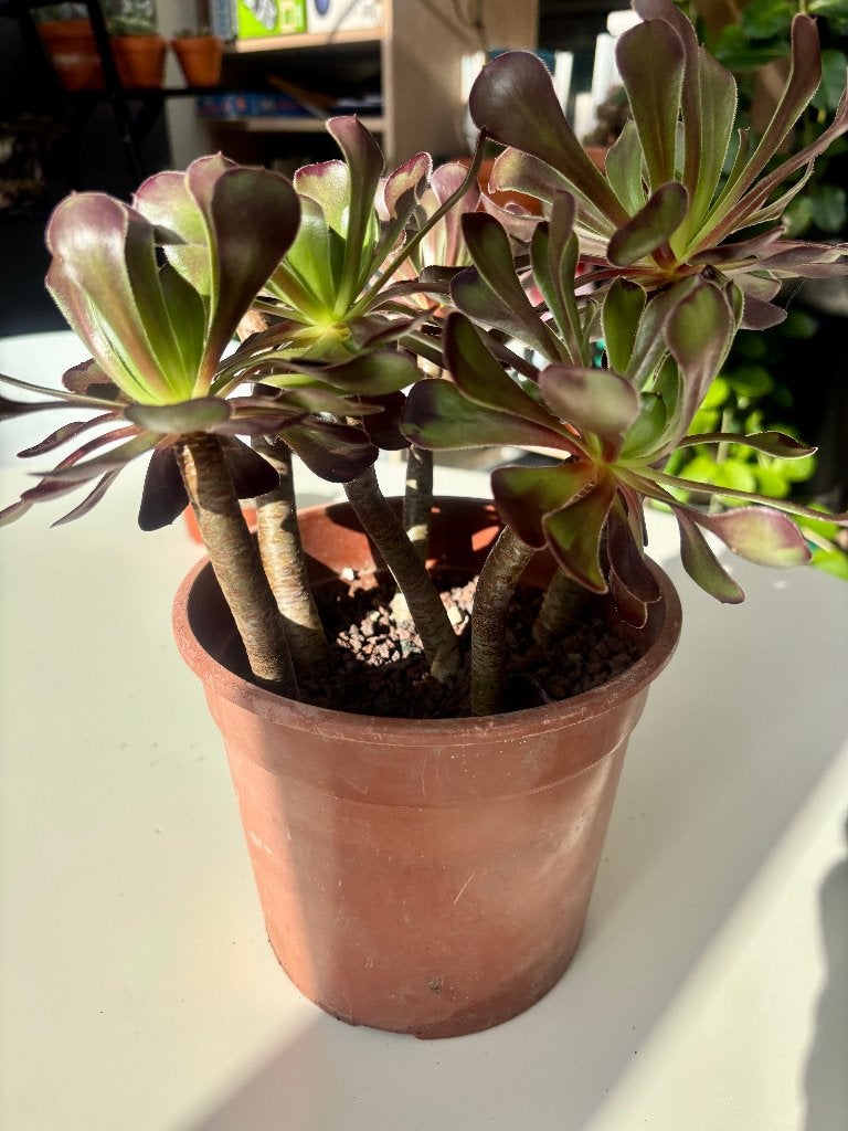Aeonium arboreum succulente, Maison & Meubles, Plantes d'intérieur, Plante succulente, En pot, Moins de 100 cm, Plante verte