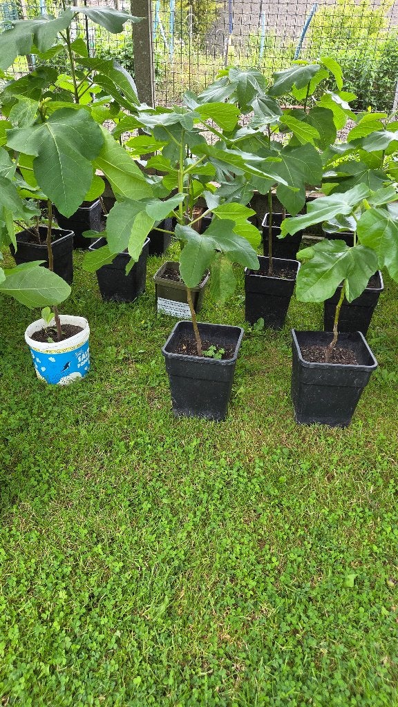 Figuier, Tuin en Terras, Planten | Fruitbomen, Ophalen, Volle zon, In pot, Vijgenboom