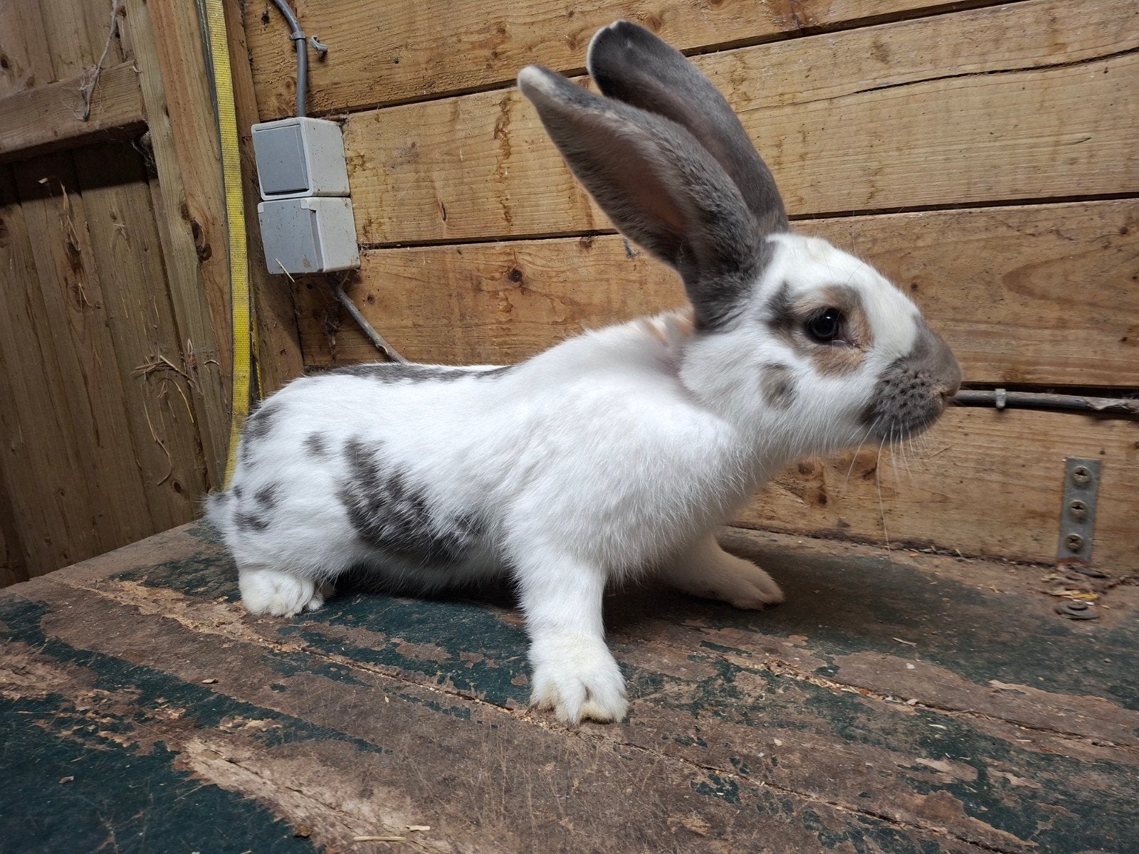 reuzevlinder ram, Dieren en Toebehoren