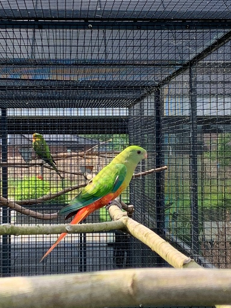 Groupe Barra, Plusieurs animaux, Perruche, Bagué