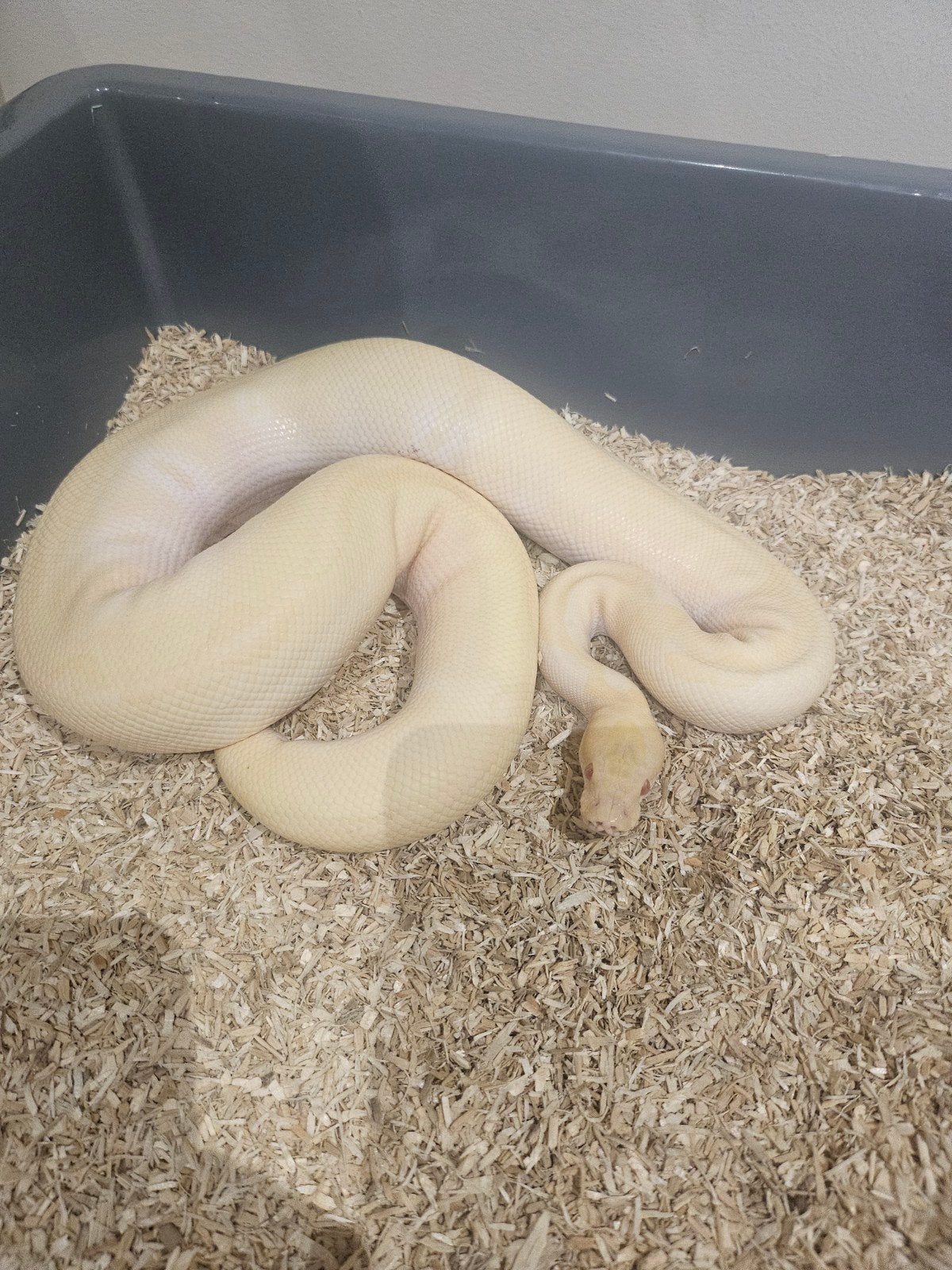 Python Regius Albino Enchi Clown, Animaux & Accessoires, Reptiles & Amphibiens, Serpent, Domestique, 0 à 2 ans