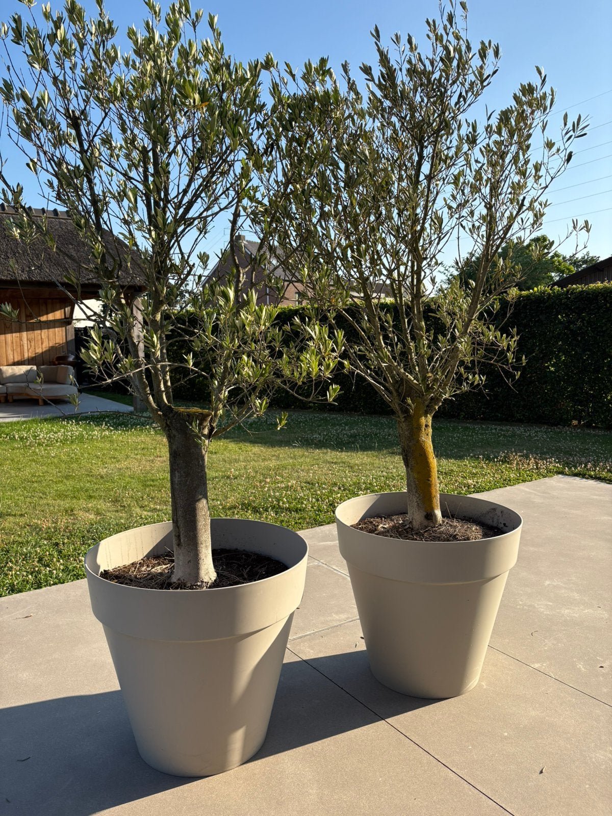 Olijfboom incl pot, En pot, 100 à 250 cm, Plein soleil, Été
