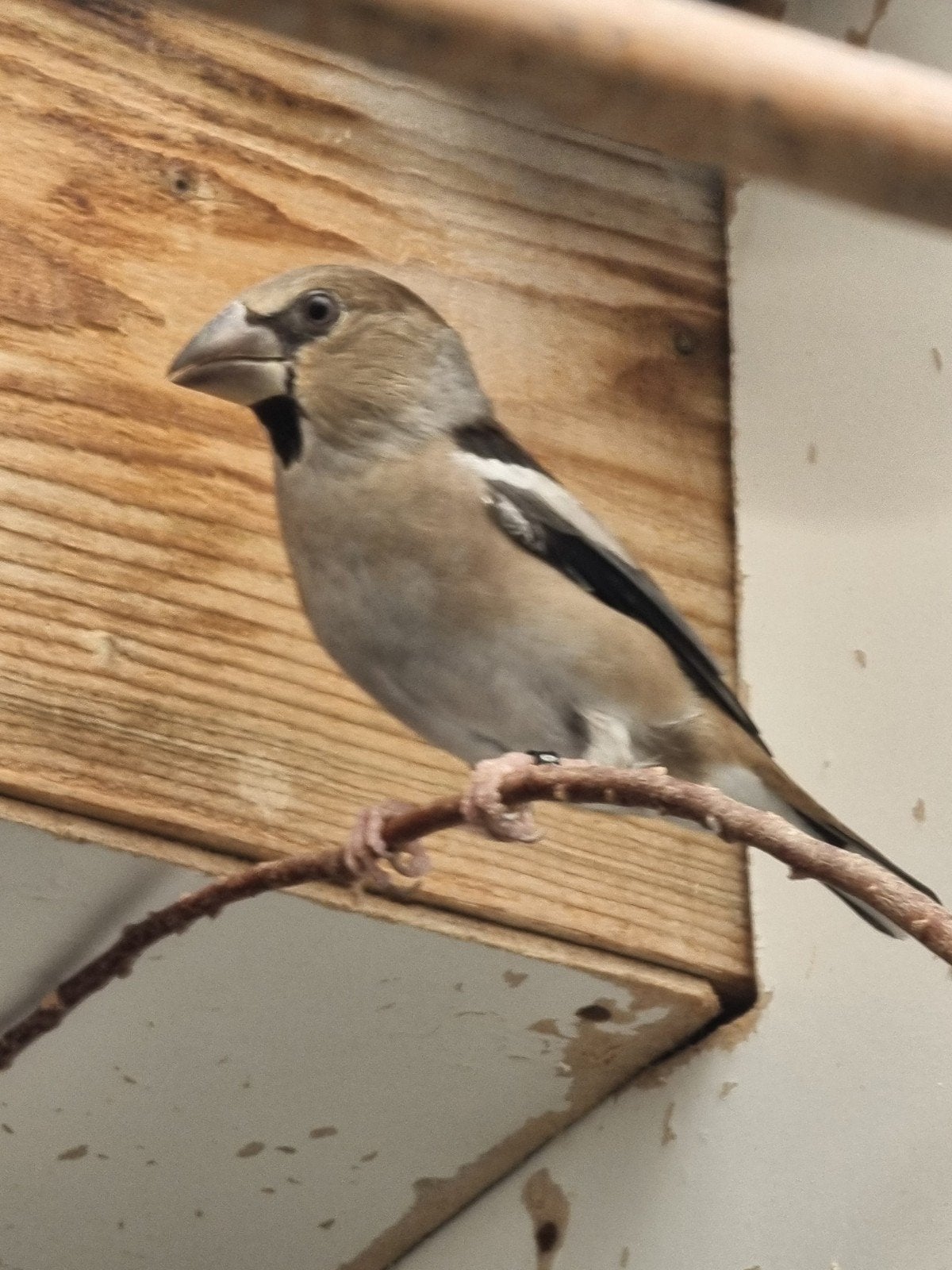 Appelvink pop., Vrouwelijk, Geringd