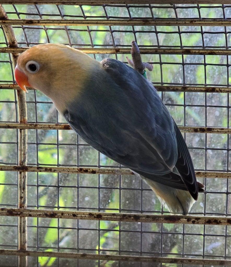Dwergpapegaaien (Roseicolli + Fischeri + Personata ) te koop, Meerdere dieren, Dwergpapegaai of Agapornis, Geringd