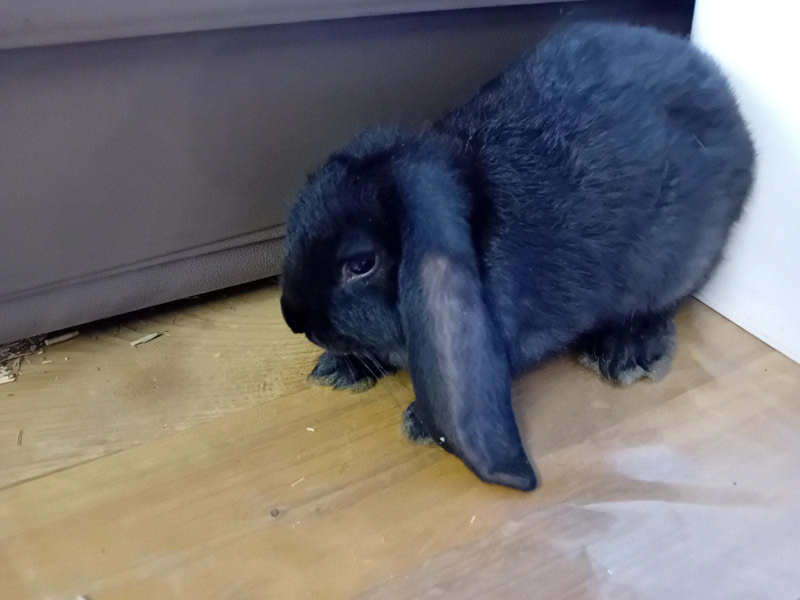 Zwarte en witte  blauw oog franse hangoren, Dieren en Toebehoren, Konijnen, Meerdere dieren, Groot, Hangoor, 0 tot 2 jaar