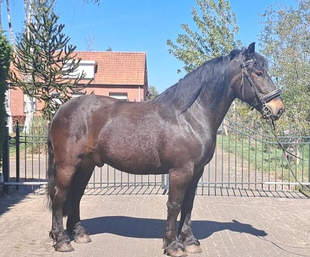 Mega knappe brave goedzak normandische cob!!, Dieren en Toebehoren, Paarden, 175 cm of meer, Ruin, Met stamboom, 11 jaar of ouder