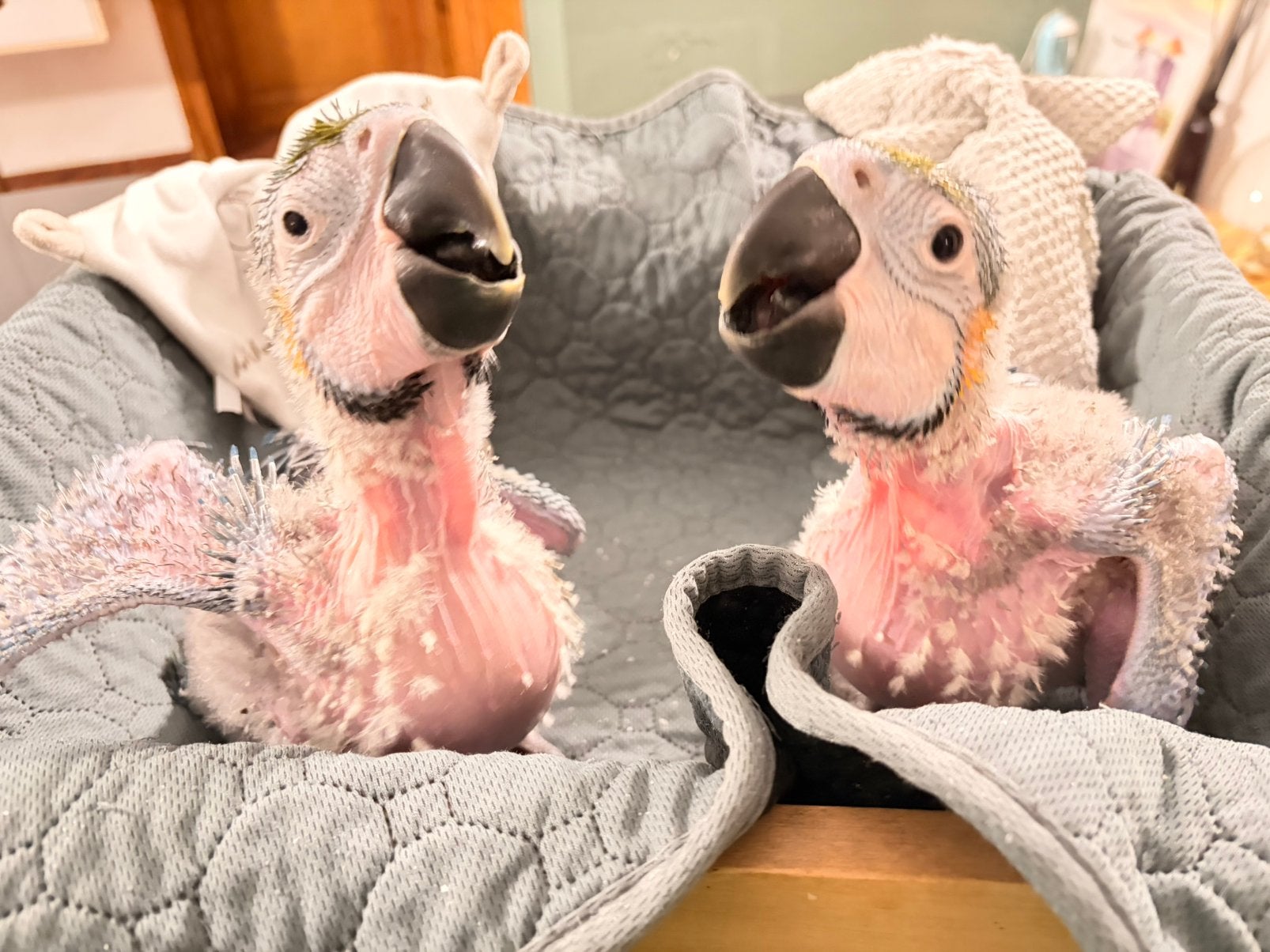 Aras araraunas, Meerdere dieren, Papegaai, Pratend