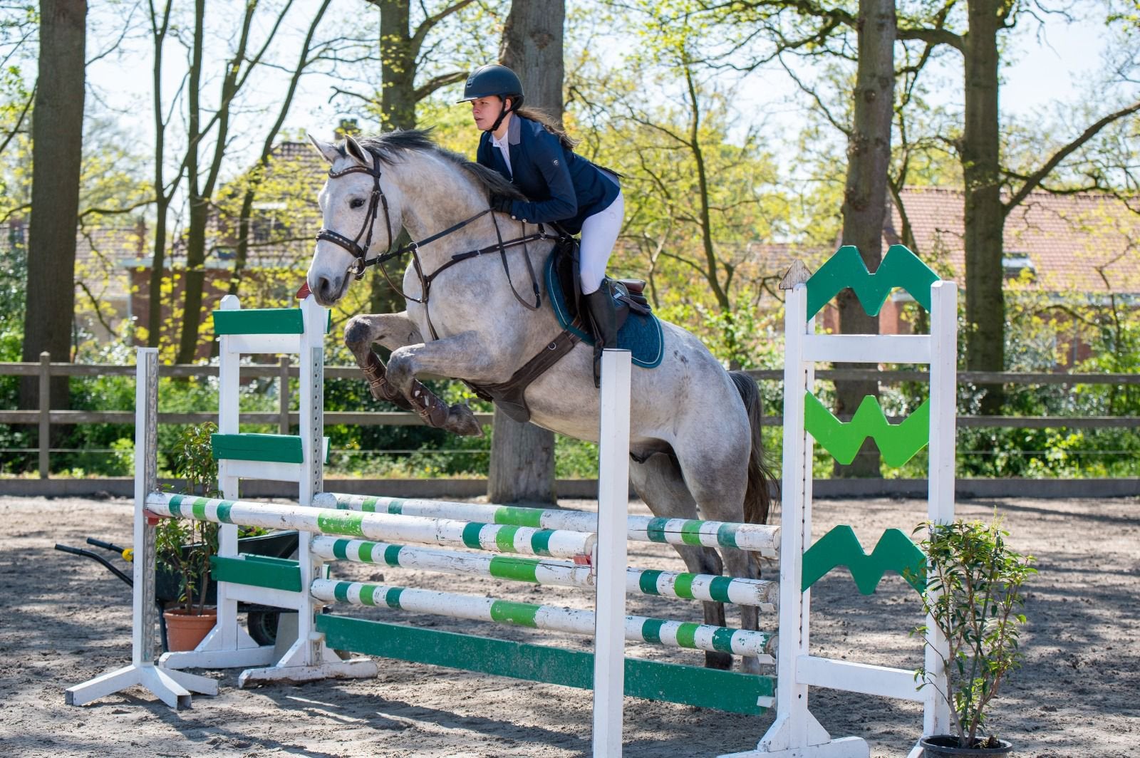 5 jarige zangersheide van Querido vg z, Animaux & Accessoires, Chevaux, Hongre, M, 165 à 170 cm, 3 à 6 ans, Cheval de saut, Avec pedigree