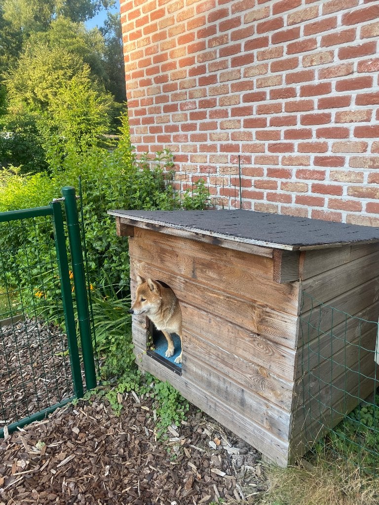 honden huis, Ophalen, Honden