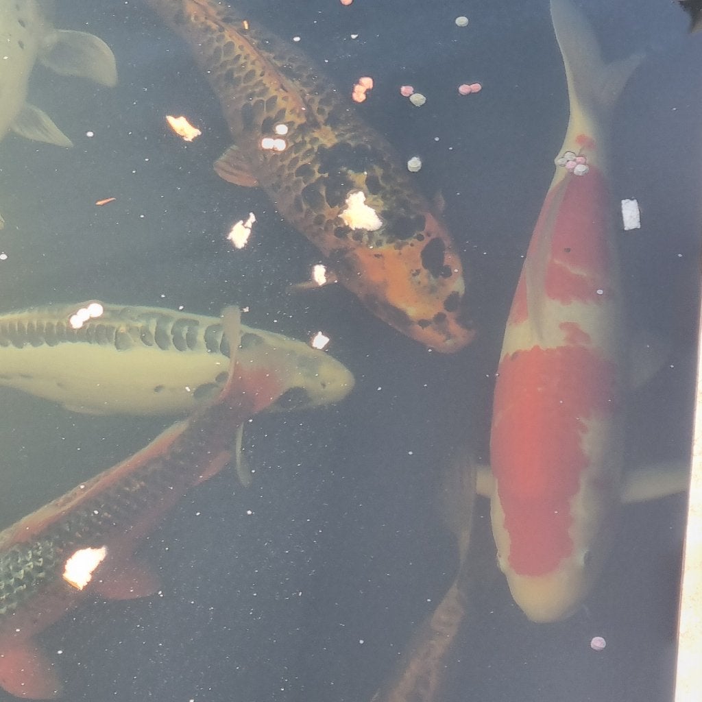koi's te koop 9 vissen   Alles te samen niet appart, Dieren en Toebehoren, Vissen | Vijvervissen