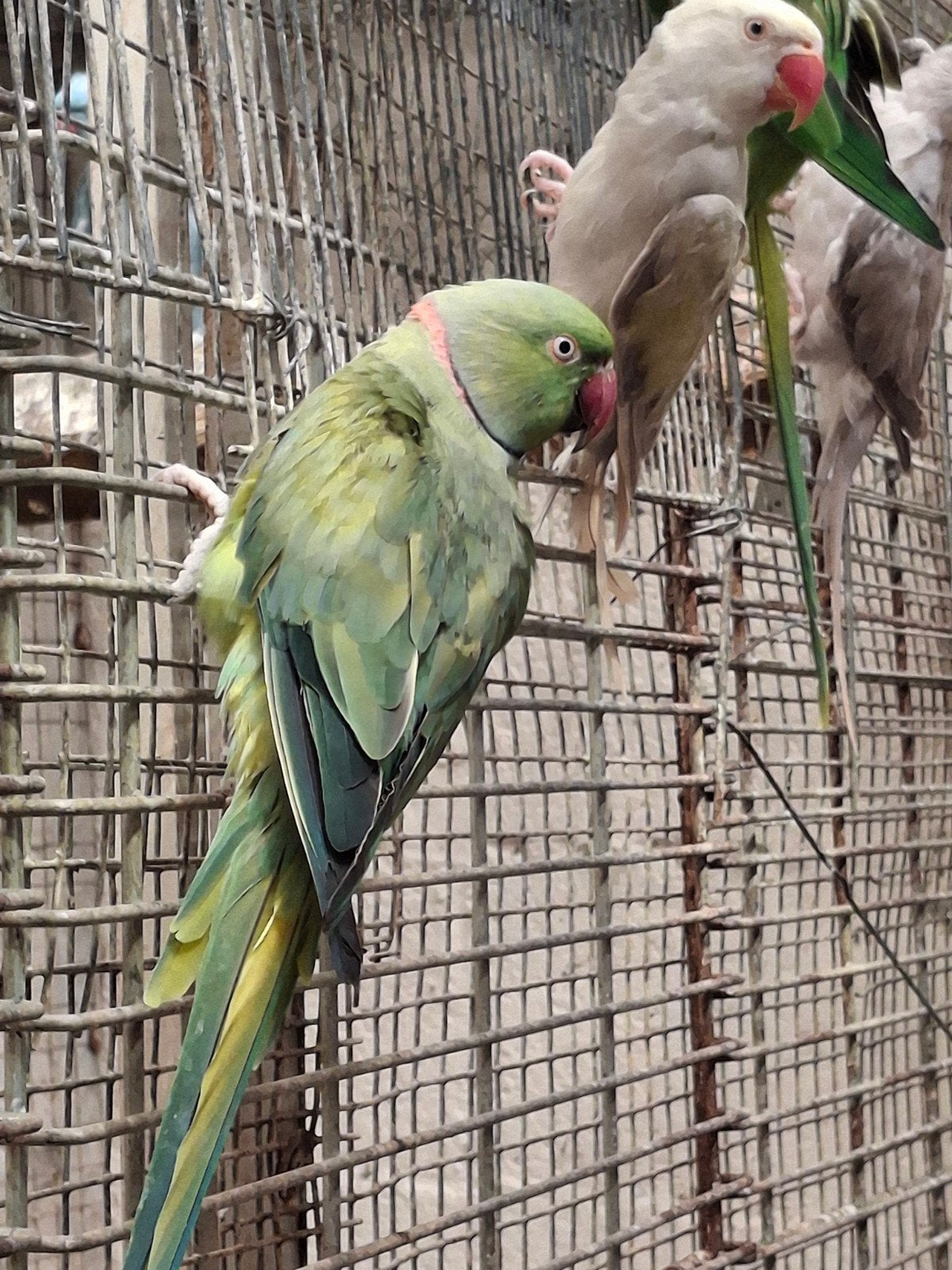 2 perruches à collier vert 40euro  pièce, Animaux & Accessoires