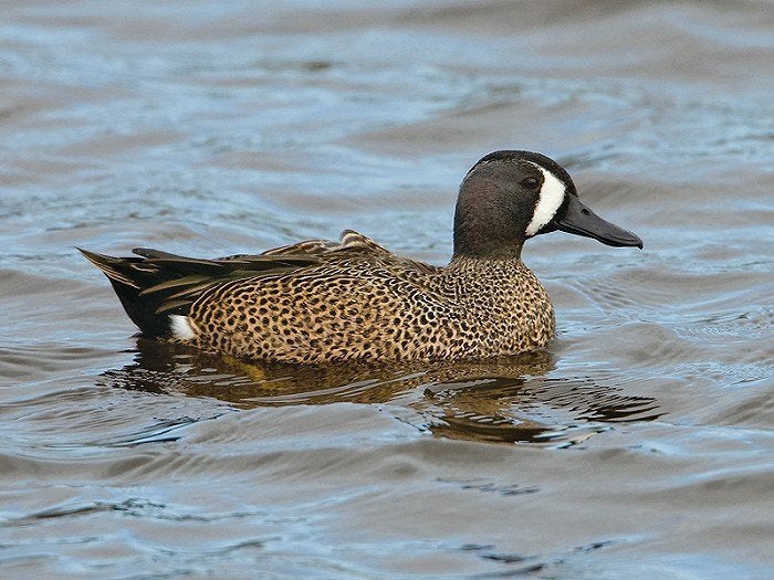 Siereenden - Blauwvleugeltaling, Dieren en Toebehoren, Pluimvee, Meerdere dieren, Eend