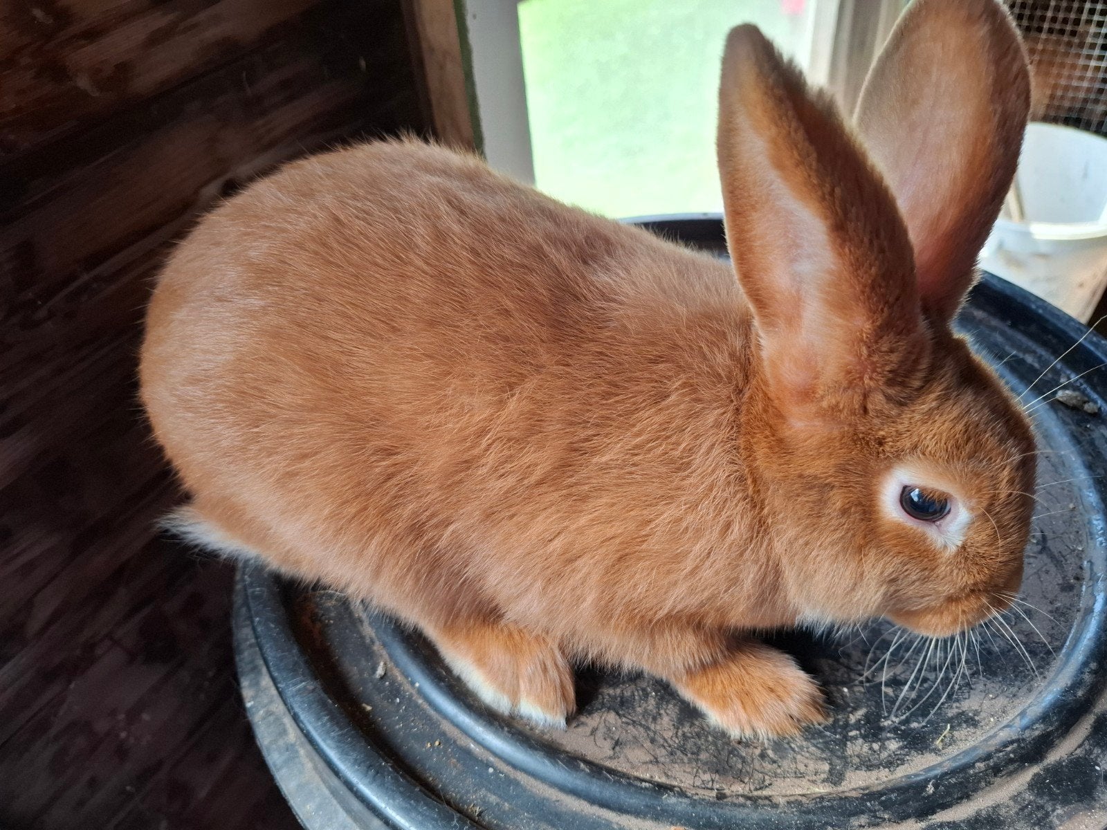 Jonge rammen zuiver Vaal van Bourgondie