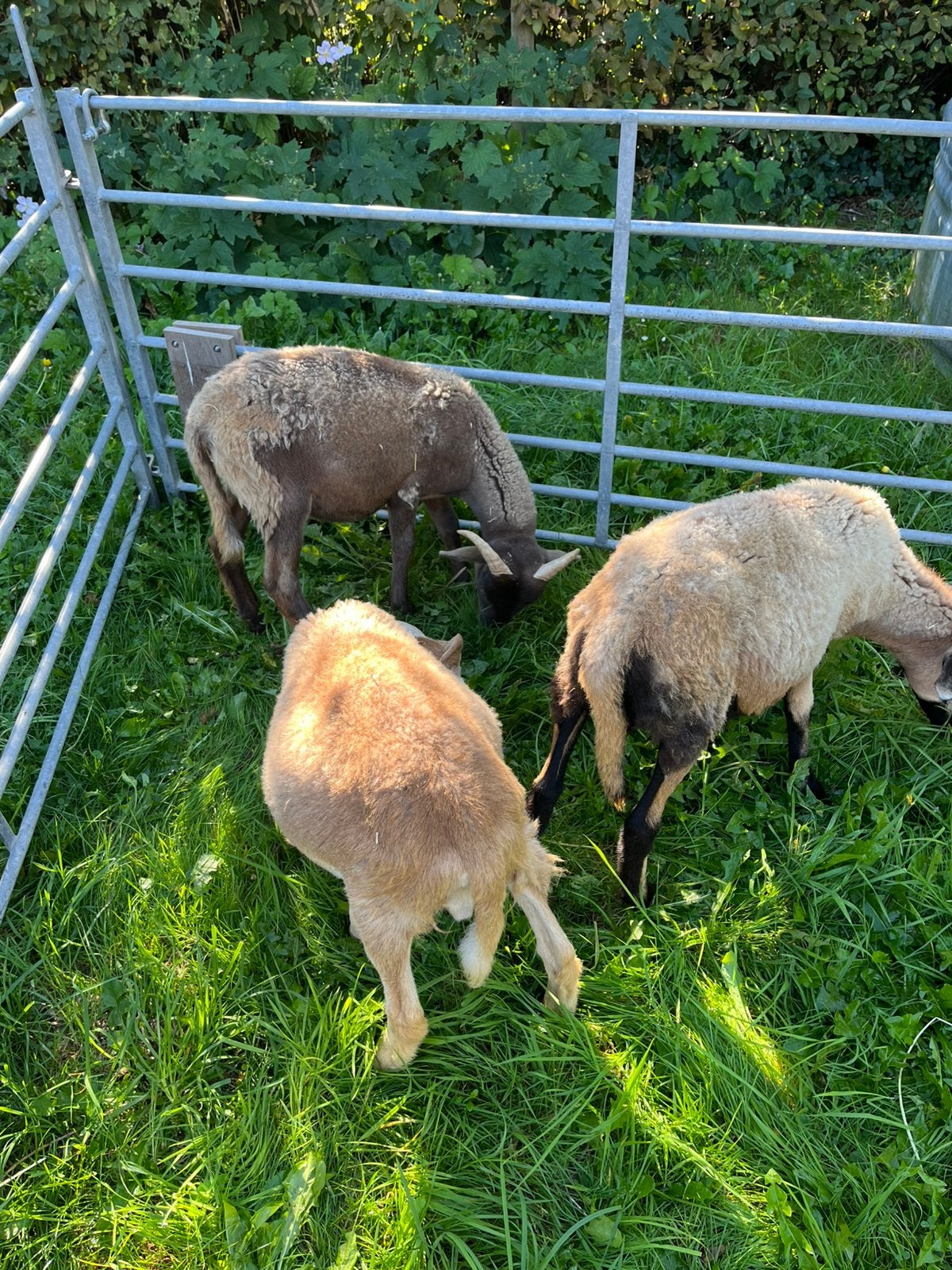 Ram Wildshire horn-Kameroen, Plusieurs animaux, Mouton, 0 à 2 ans
