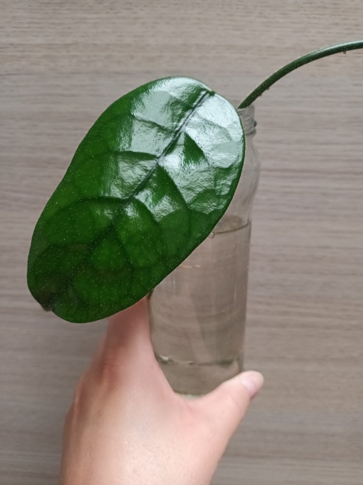 Hoya villosa cao dang, Enlèvement ou Envoi