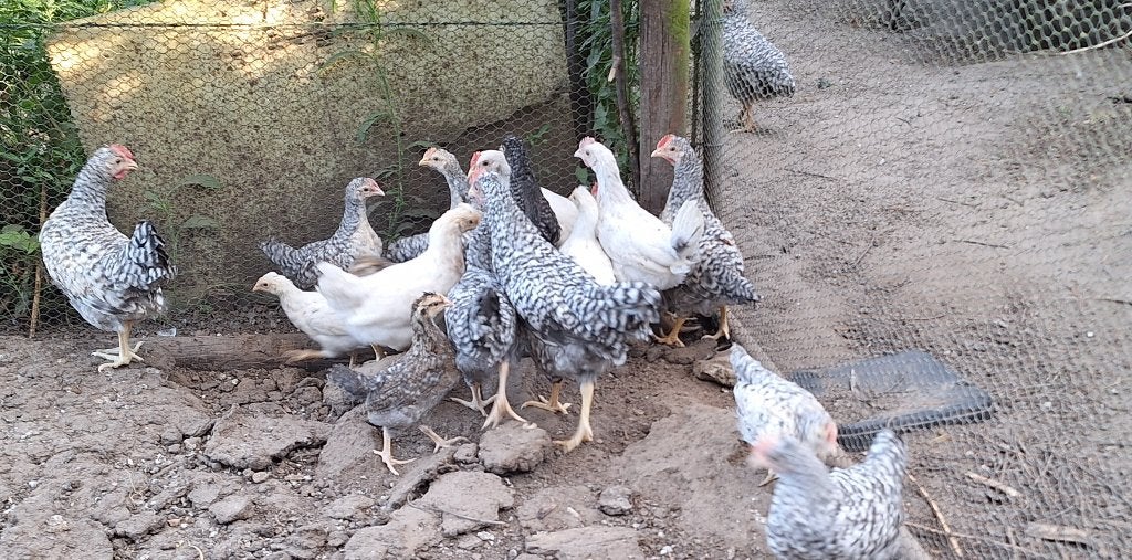 jonge haantjes, Mâle, Poule ou poulet