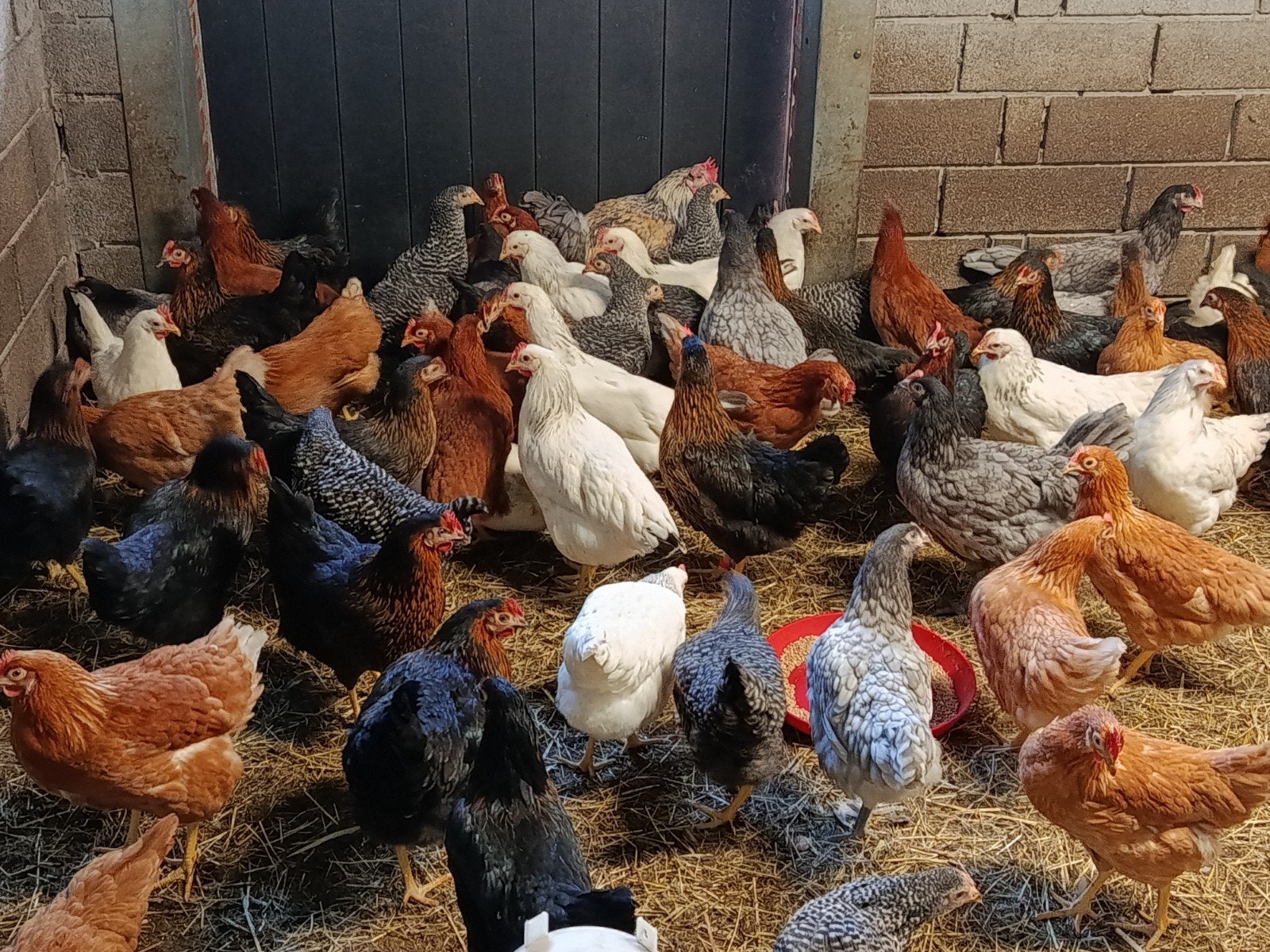 jonge legkippen herfstpromo!!, Dieren en Toebehoren, Pluimvee, Kip