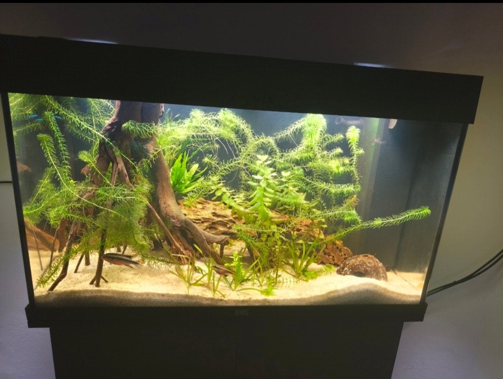 Aquarium juwel Rio 125, Neuf, Aquarium vide, Enlèvement, Chauffage