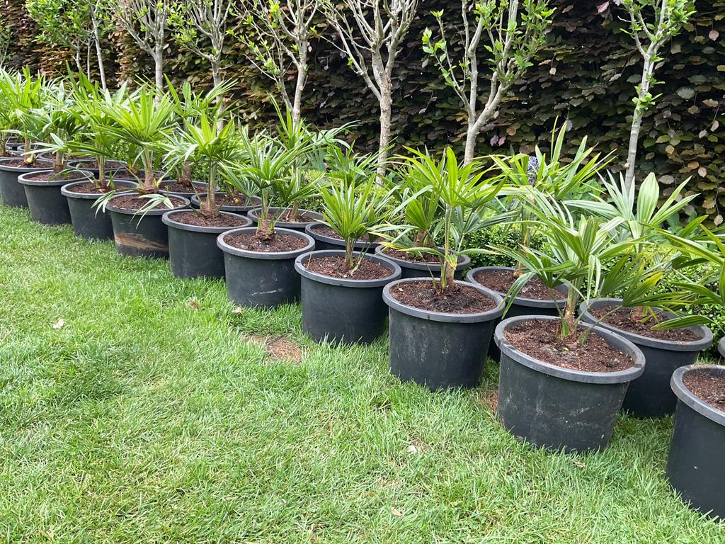 Trachycarpus fortunei, Ophalen
