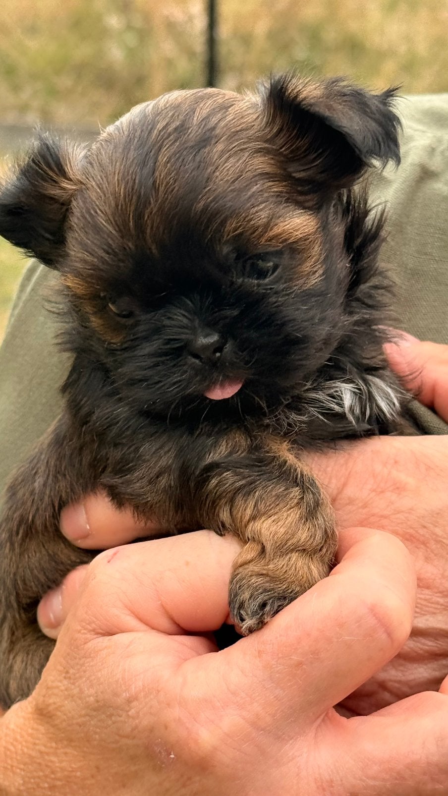 Shih Tzu pupjes, Dieren en Toebehoren, België, Overige rassen, CDV (hondenziekte), 8 tot 15 weken