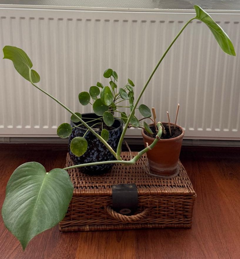 2 Planten met Gevlochten Mand (incl. potten), Ophalen