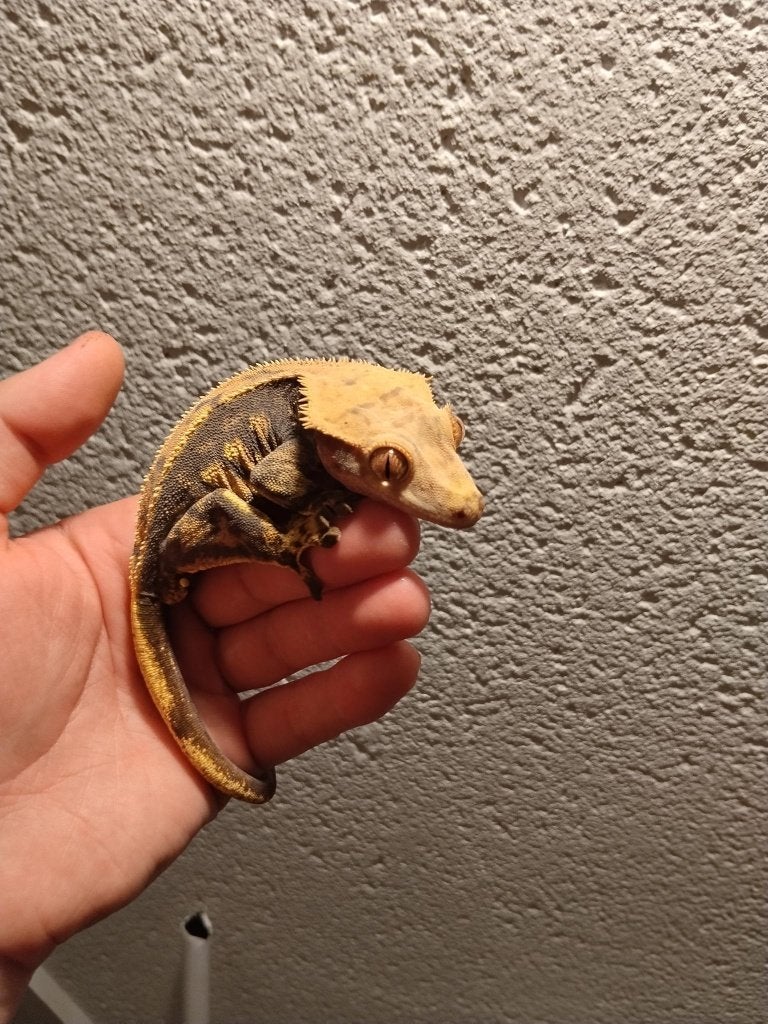 Zeer tamme mannelijke Crested Gecko + terrarium 80x45x60, Lézard, Avec terrarium, 0 à 2 ans