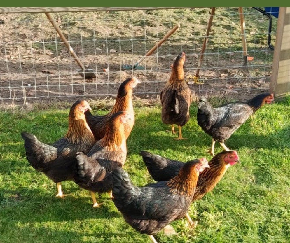 harco legkippen, Dieren en Toebehoren, Pluimvee, Kip