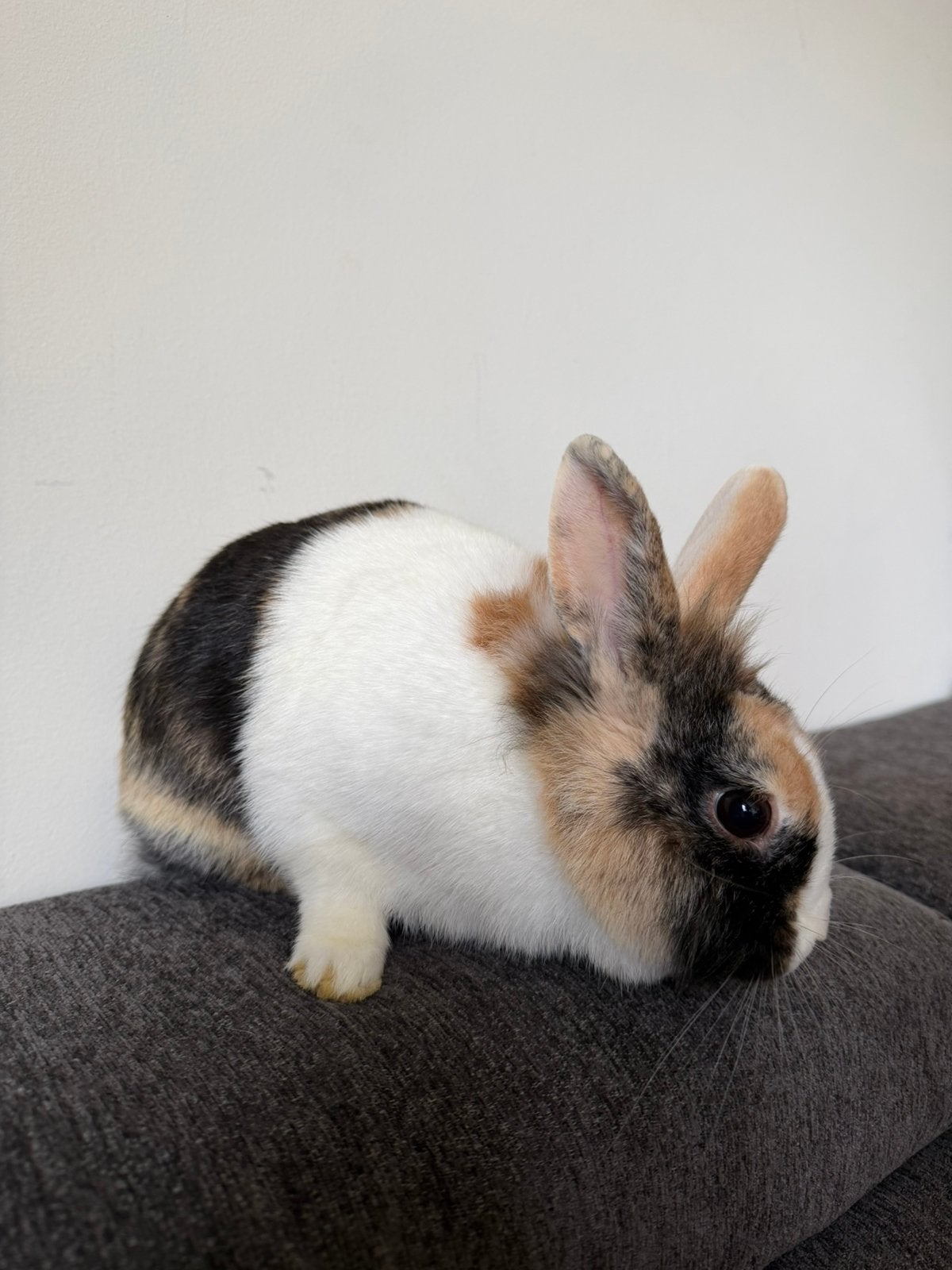 Leeuwenkop konijn (vrouwtje), Dieren en Toebehoren, Vrouwelijk, Klein, 0 tot 2 jaar