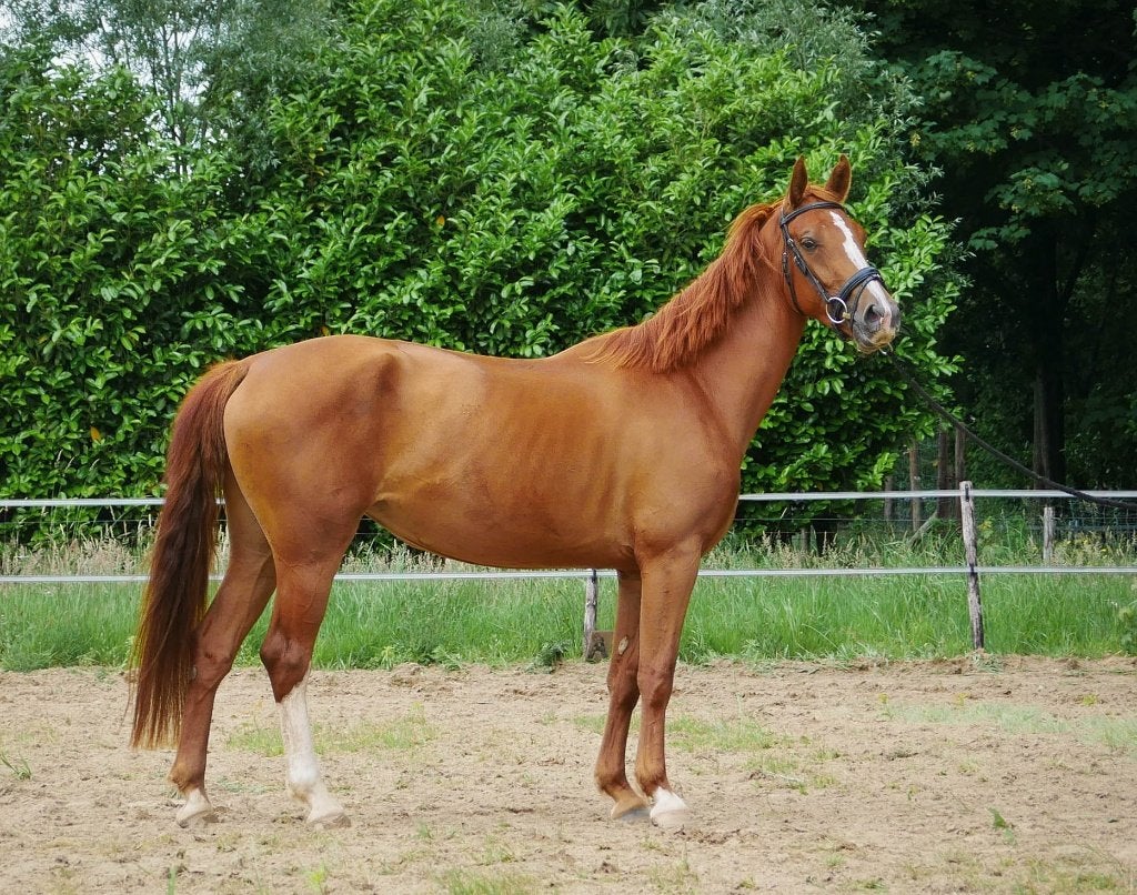 Twee leuke, jonge KWPN merries!, Dieren en Toebehoren, Paarden, Merrie, Met stamboom, 3 tot 6 jaar, 160 tot 165 cm