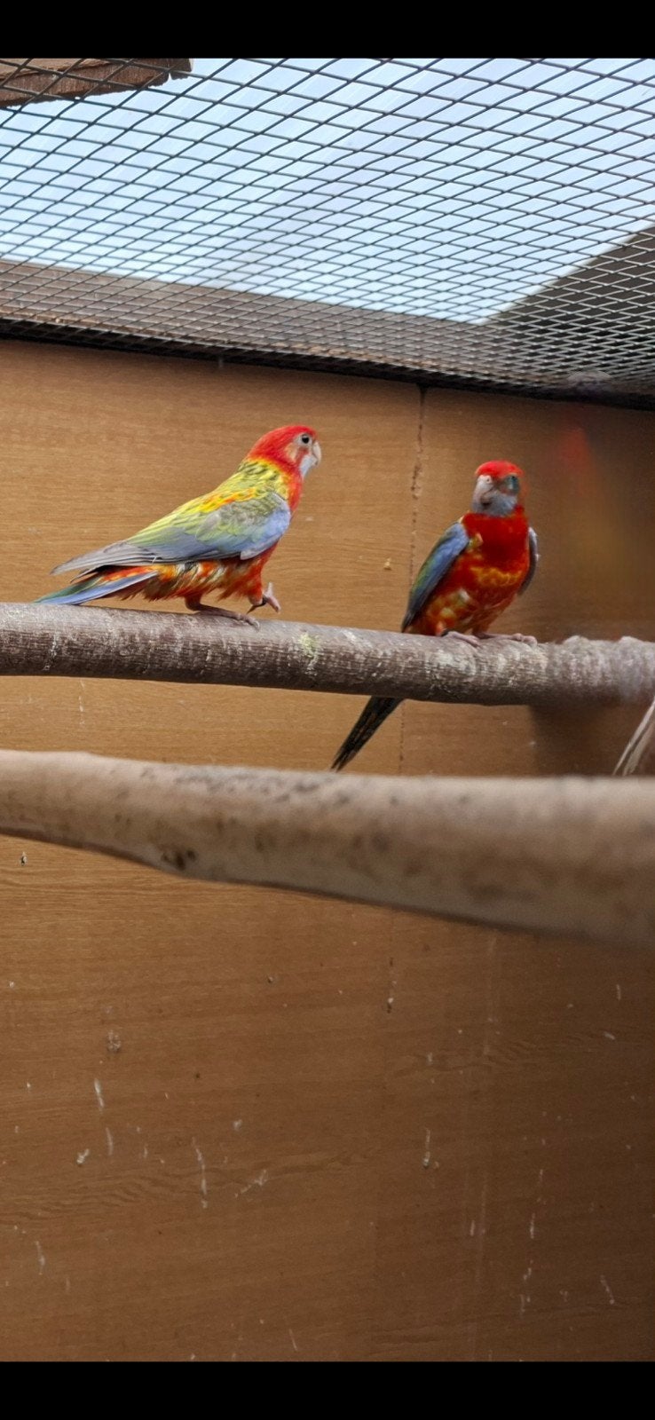 Rosella in opaline en pastel opaline, Dieren en Toebehoren