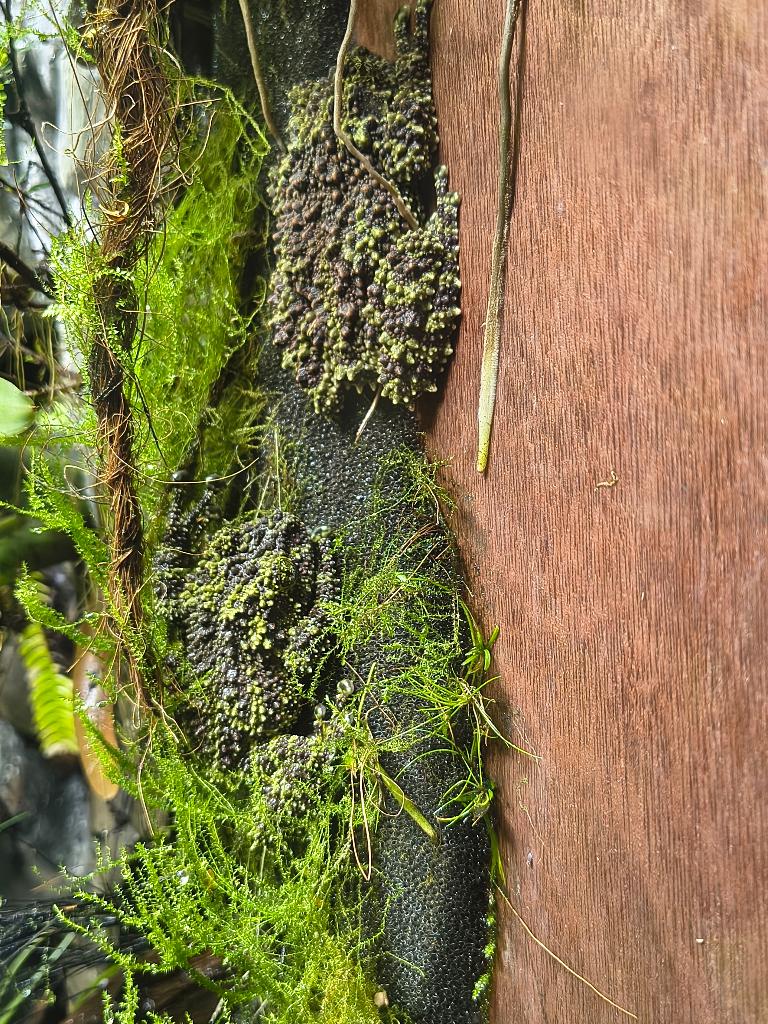 OP ZOEK: Theloderma Corticale vrouwtje/juveniles, Dieren en Toebehoren, Reptielen en Amfibieën, Amfibie