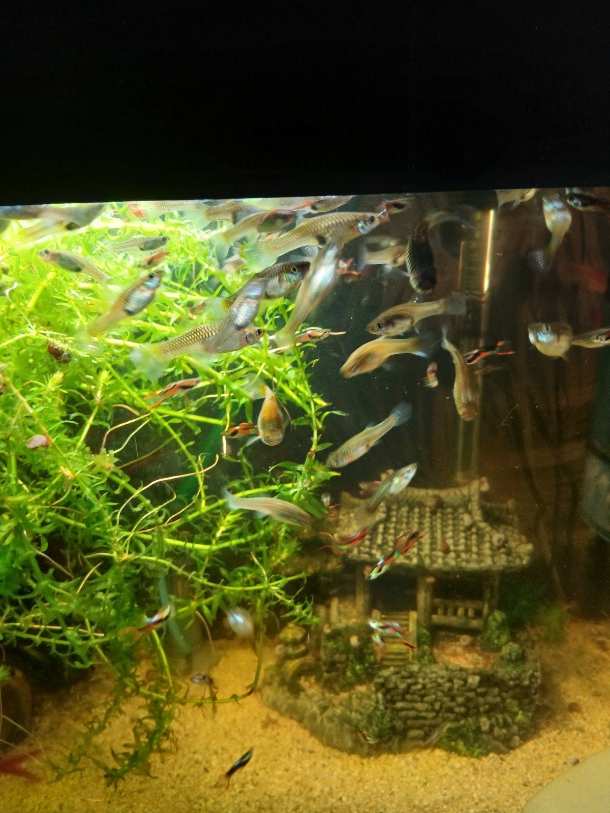 Endler guppies