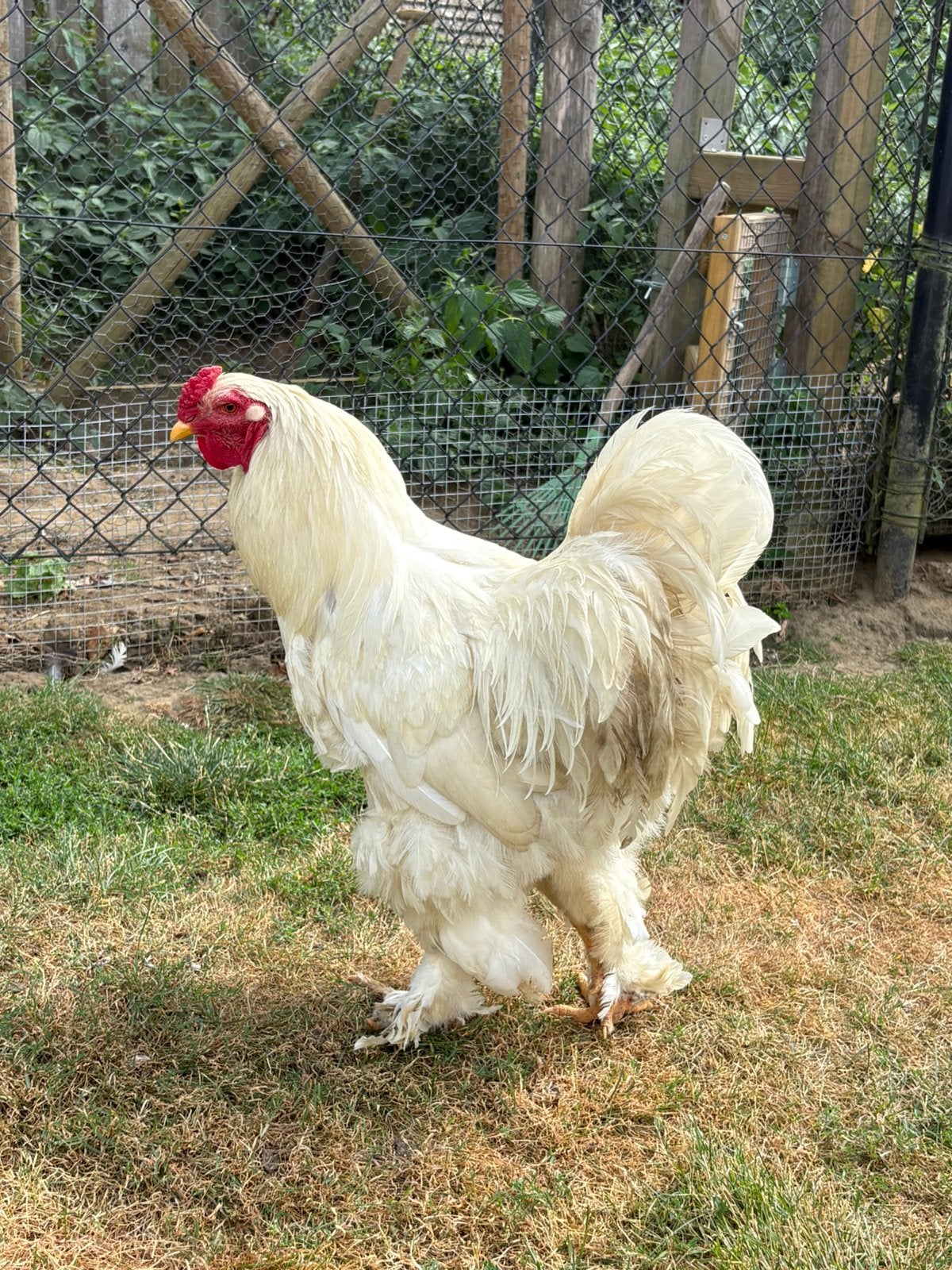 Witte brahma haan, Dieren en Toebehoren, Mannelijk, Kip