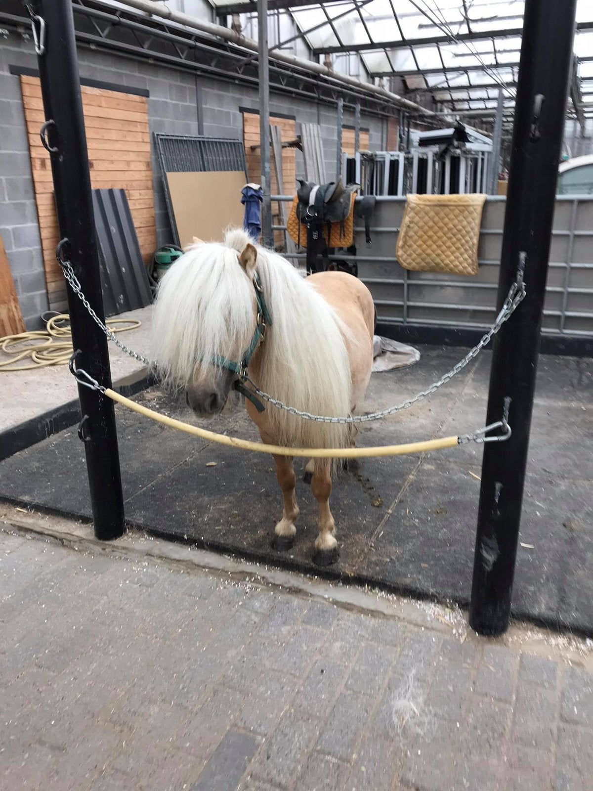 Prachtige beleerde nsps shet, Avec puce électronique, Poney de récréation, Poney A (jusqu'à 1.17 m), Étalon