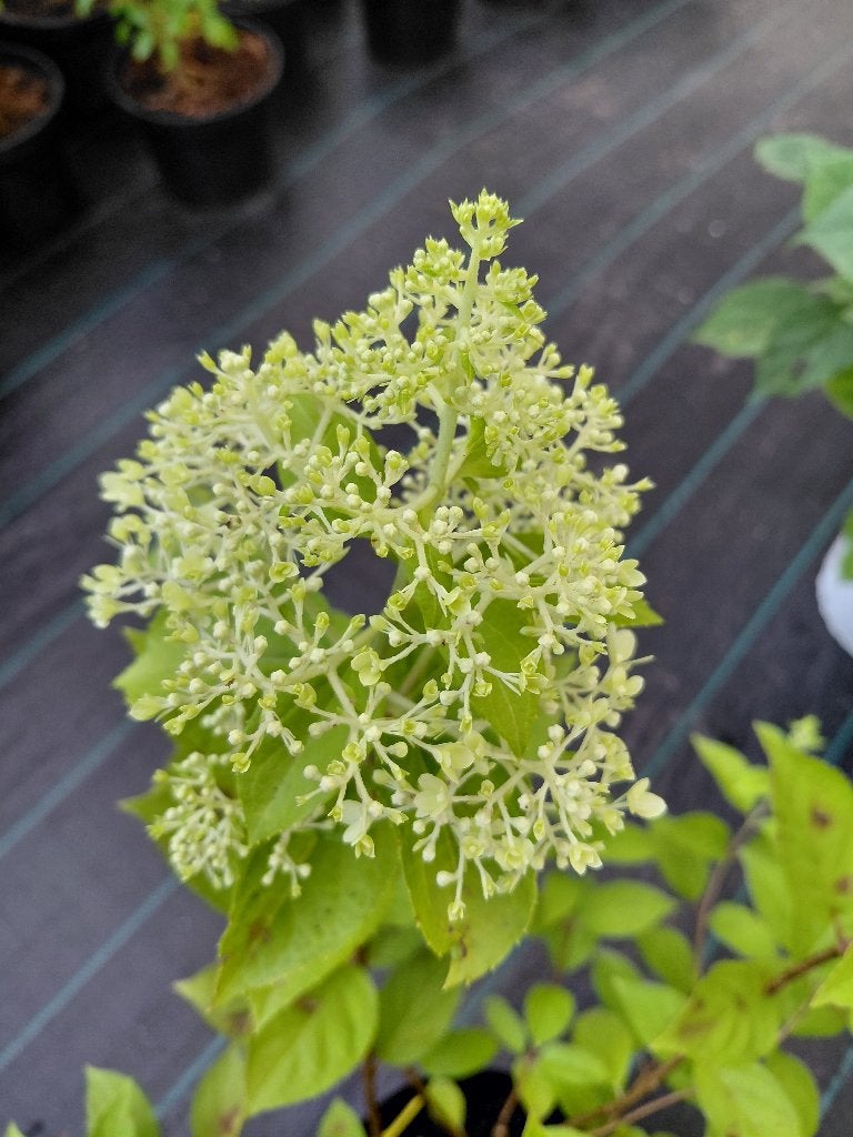 Hydrangea Limelight, Tuin en Terras, Ophalen, Halfschaduw