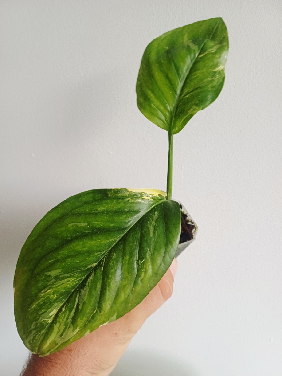 Monstera Lechleriana Albo variegata, Huis en Inrichting, Overige soorten, In pot, Minder dan 100 cm, Groene kamerplant