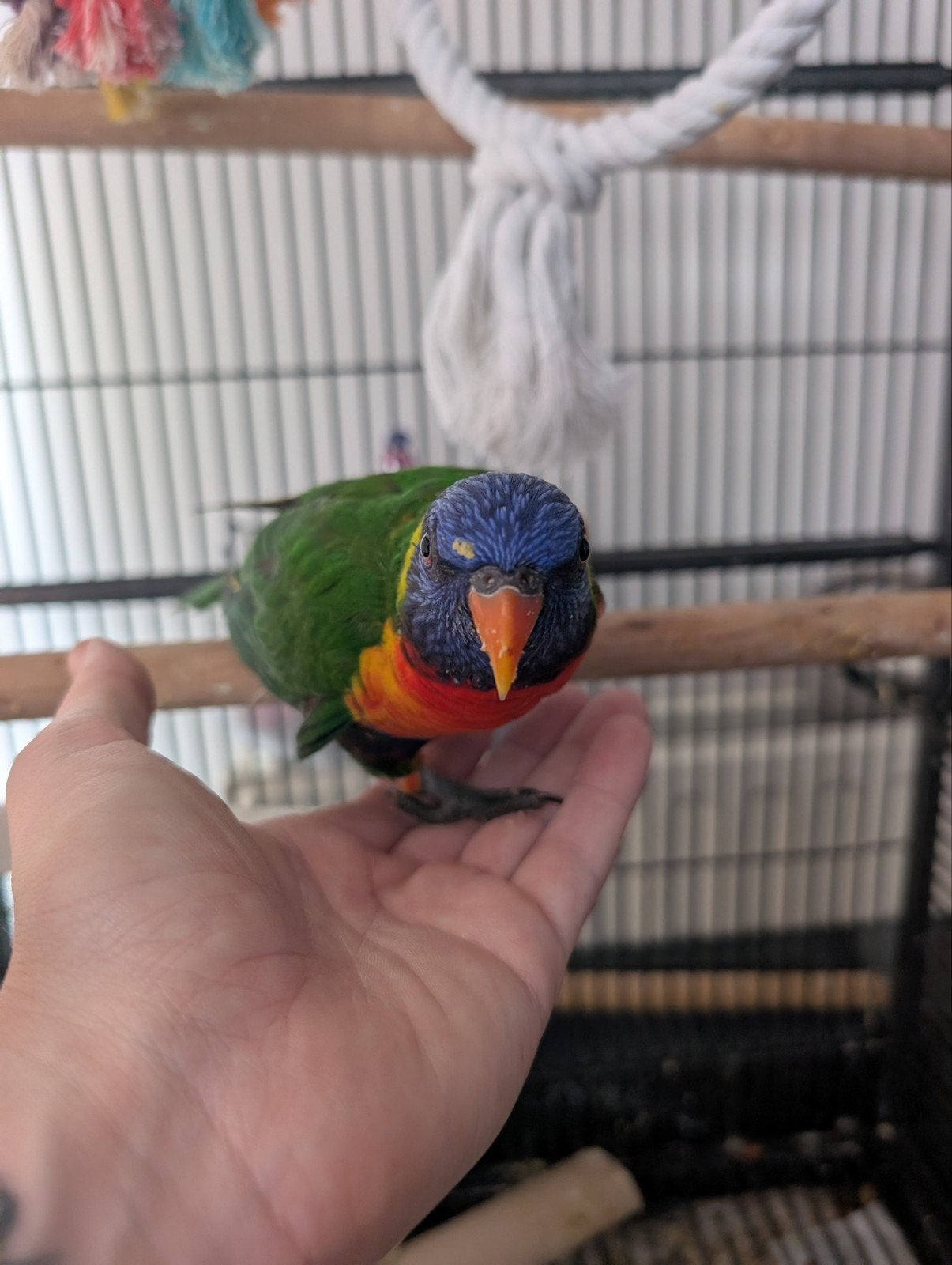 lori uit de blauwe bergen met kooi