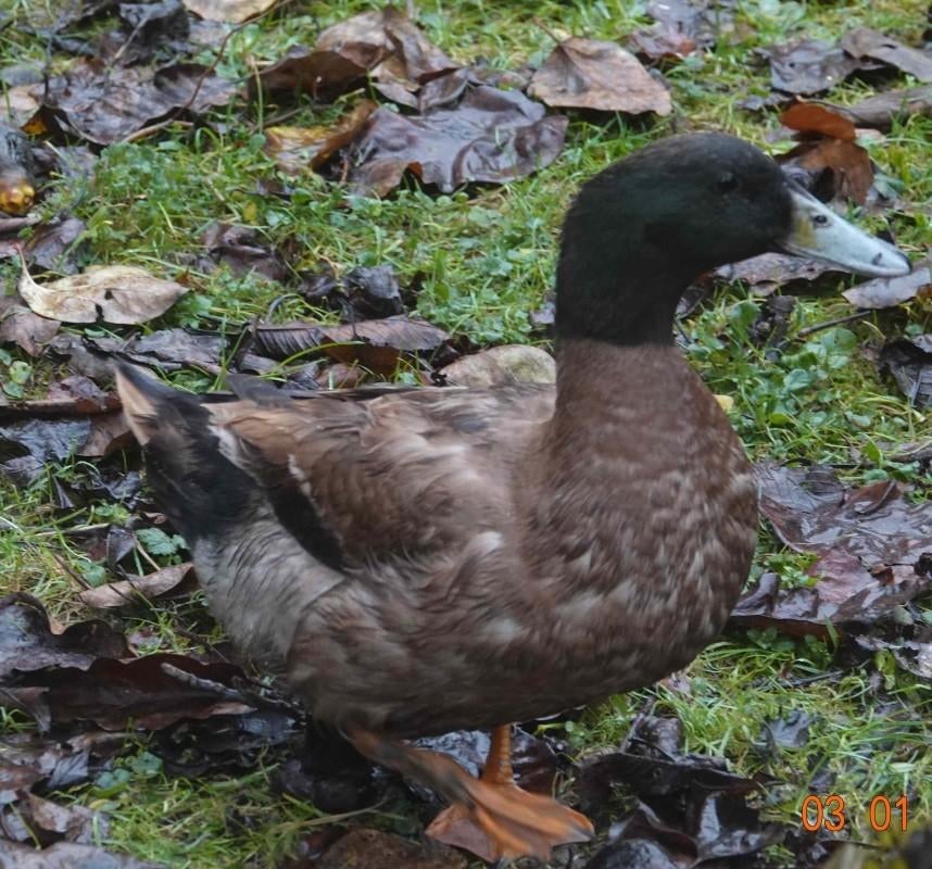 Canard CAMPELL Kaki, Animaux & Accessoires, Volatiles, Mâle, Canard