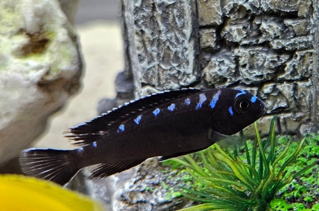 Cichlidés du Malawi à tache néon Chidongo elongatus, Poisson, Poisson d'eau douce