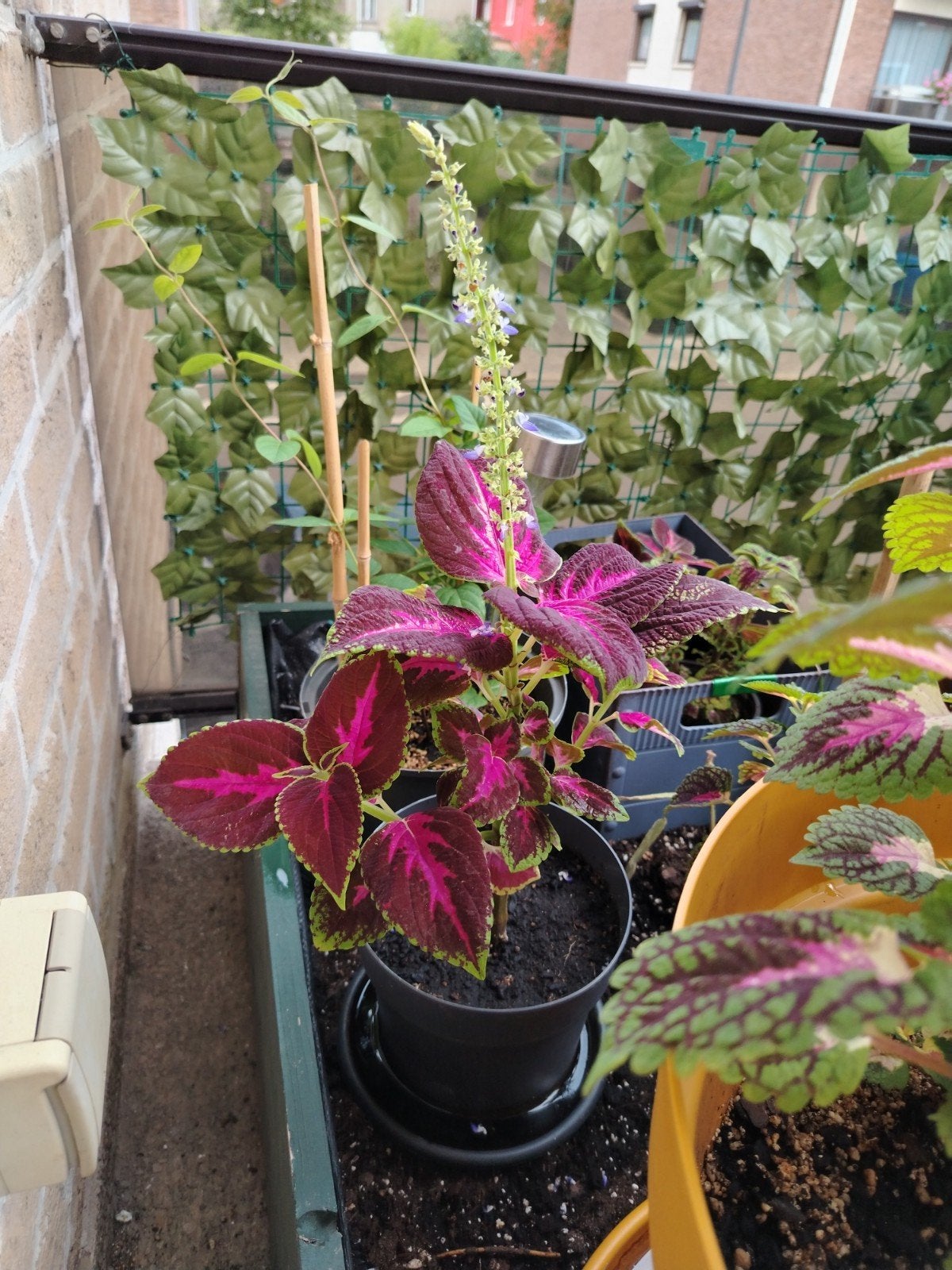 🪴Plantes - boutures _ jeunes Coleus en pot., Enlèvement ou Envoi, Mi-ombre