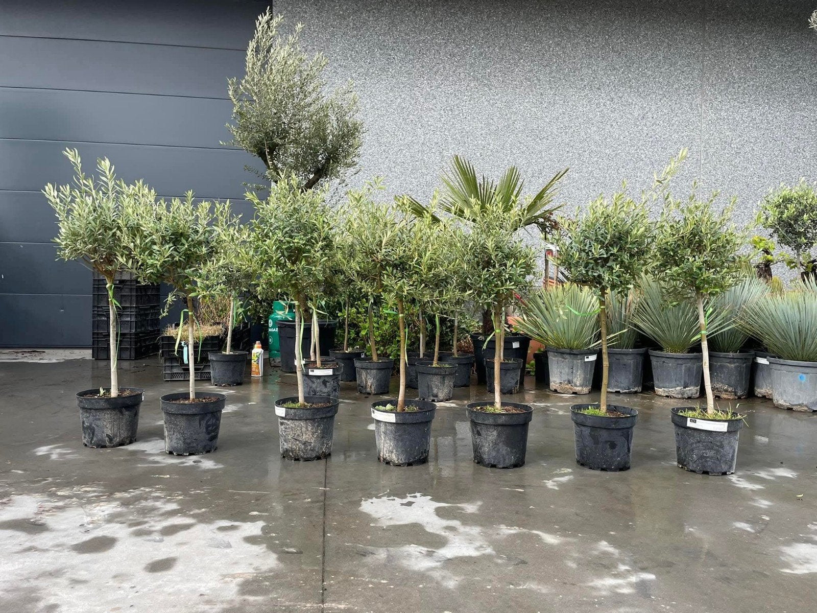 ‼️olijfbomen olea europaea aan promoprijzen ‼️, Ophalen