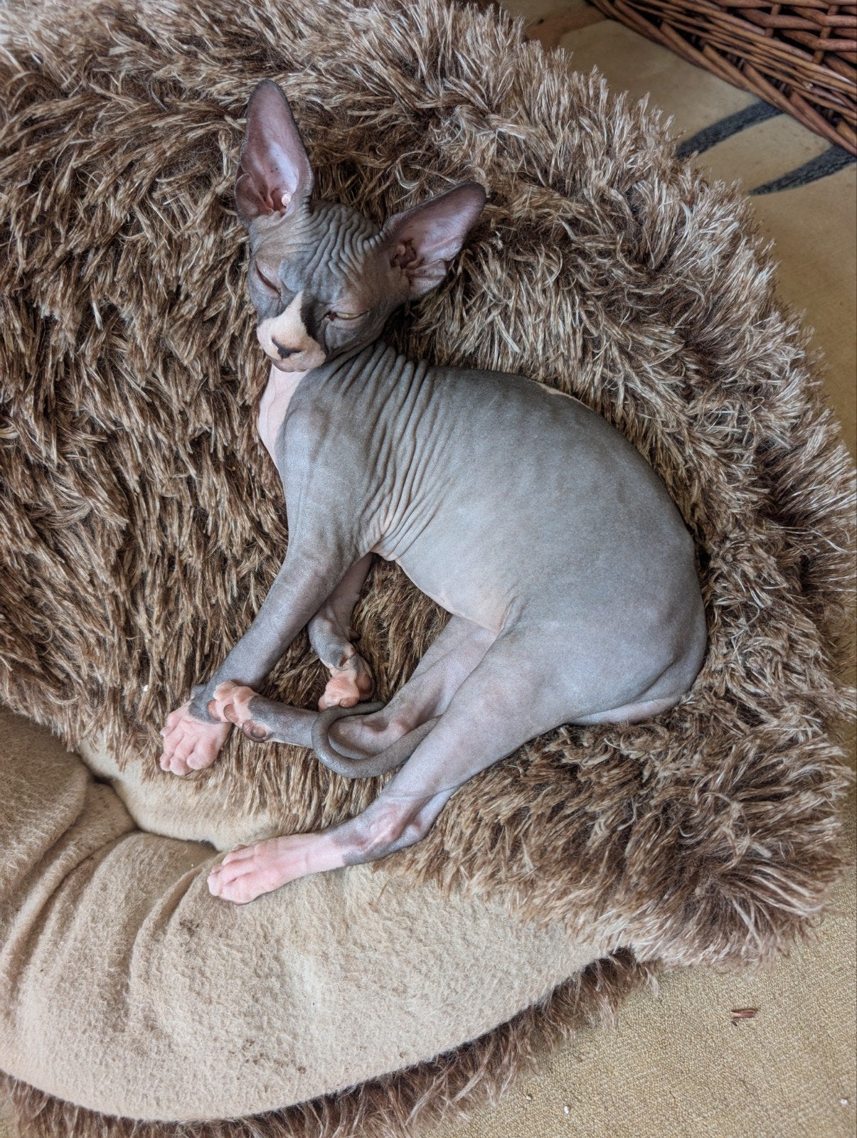 Canadese Sphynx kittens, Dieren en Toebehoren, Katten en Kittens | Raskatten | Korthaar, Kater, Met stamboom, 0 tot 2 jaar