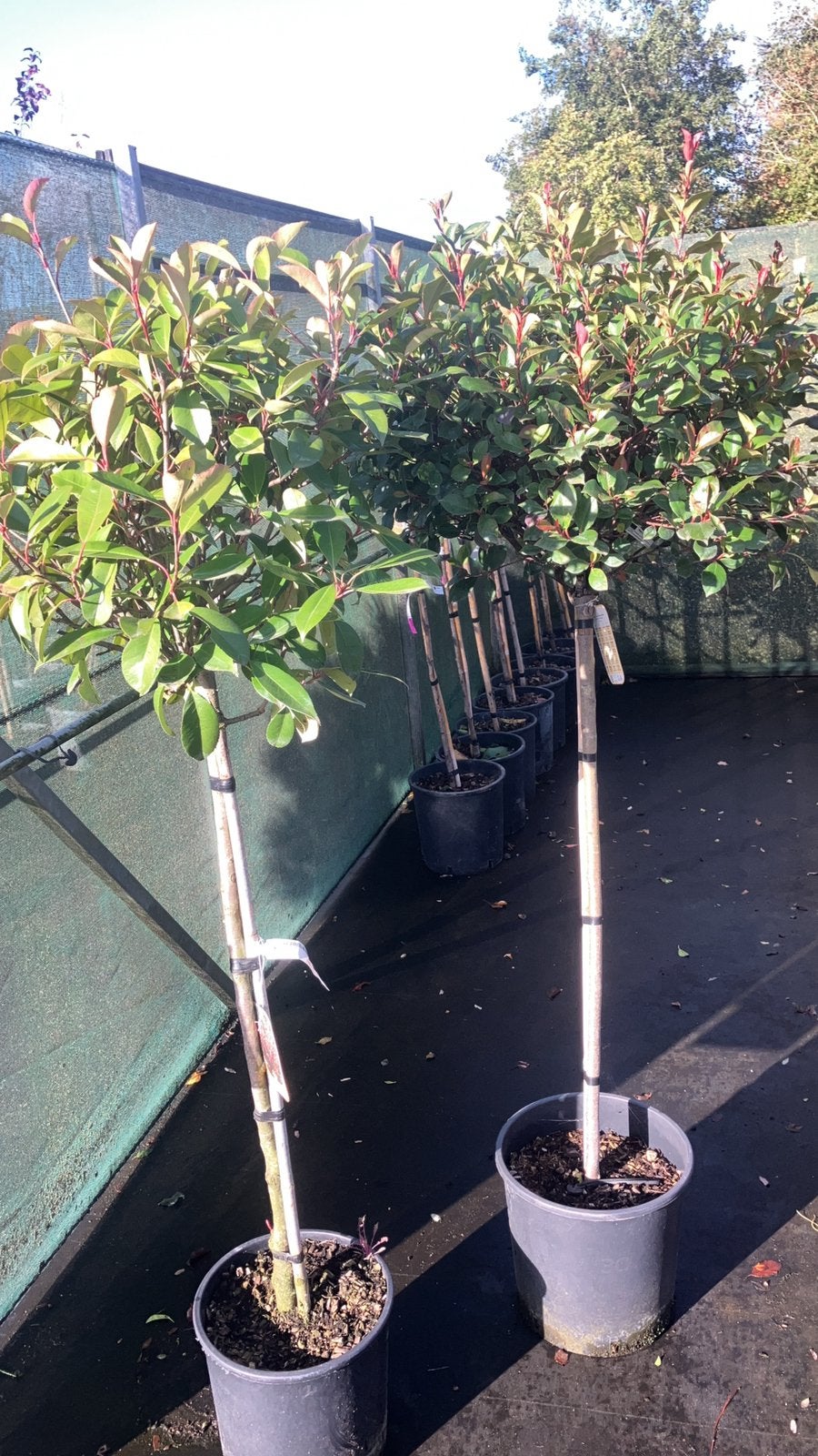 Allerlei planten op stam /100 in pot, Ophalen, In pot