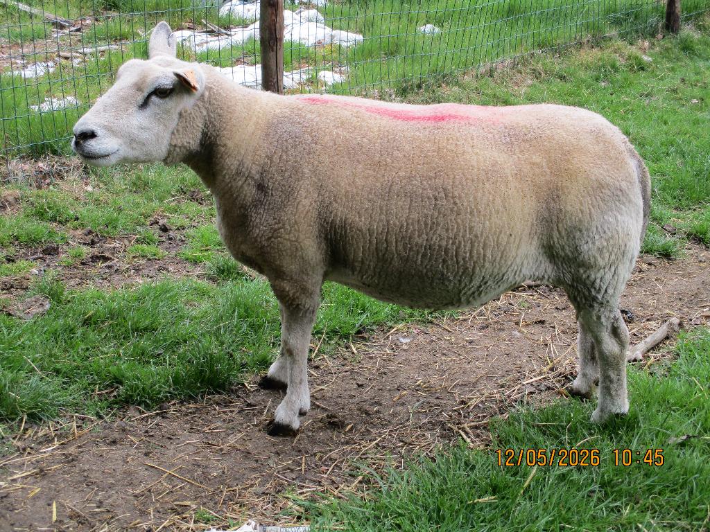 schapen, Vrouwelijk, Schaap, 3 tot 5 jaar