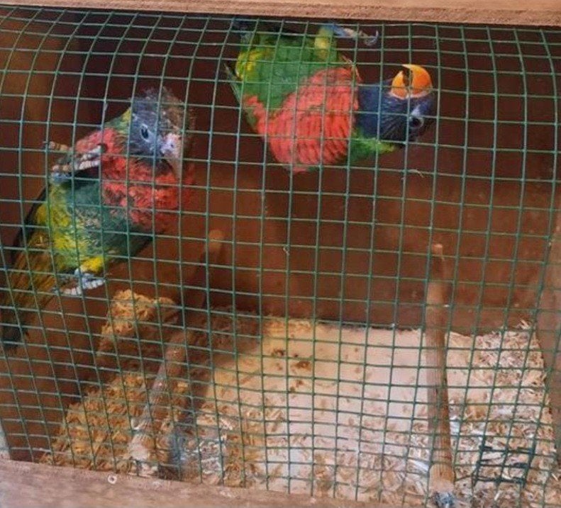Koppel masala lori van 2025, Dieren en Toebehoren