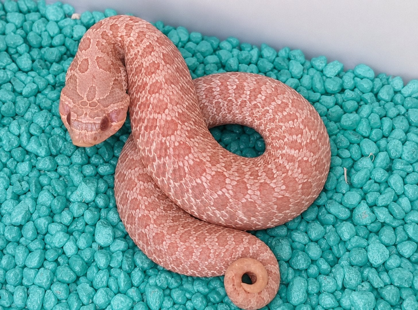 Heterodon Nasicus (Haakneuzen), Slang, Tam, 3 tot 6 jaar